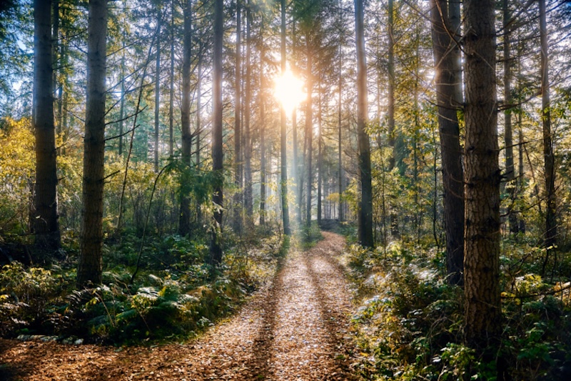 Waldweg mit Sonnenlicht zwischen Bäumen.