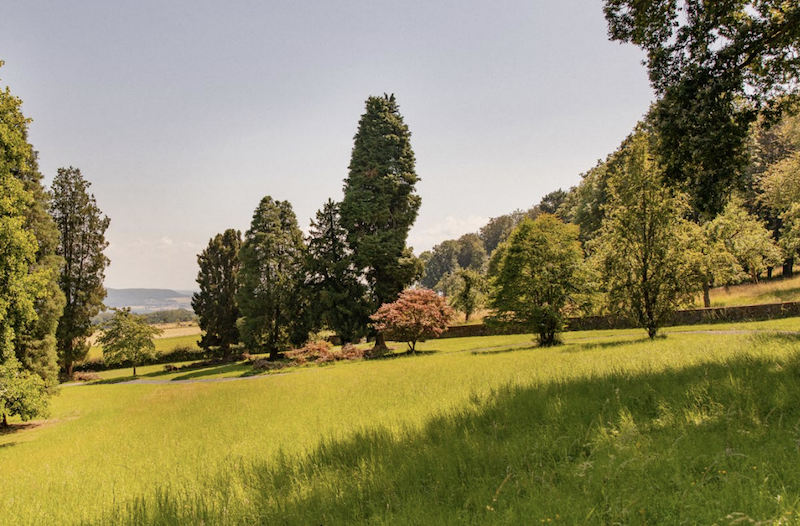 Sonnige Landschaft mit grüner Wiese und blühenden Bäumen unter klarem Himmel.