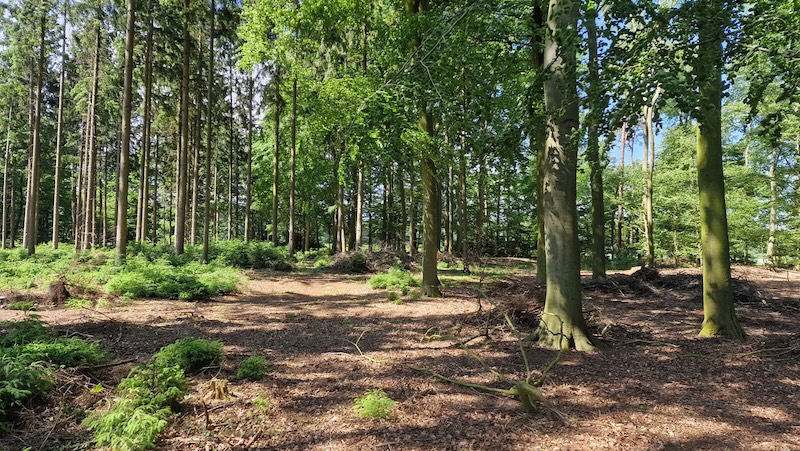 Lichter Wald mit hohen Bäumen, Sonnenlicht zwischen den Stämmen und einem schmalen, unbefestigten Waldweg.