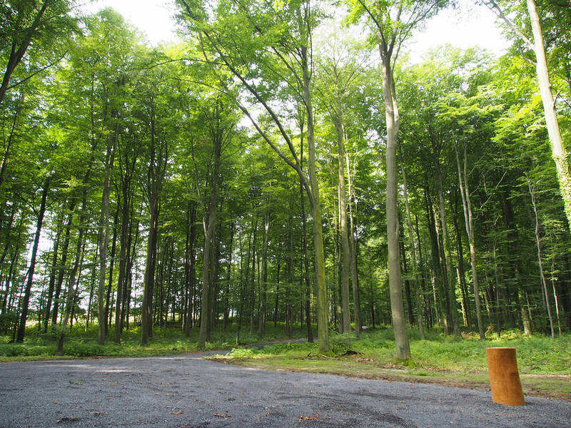 Andachtsplatz im Ruhewald Bürgerholz in Northeim